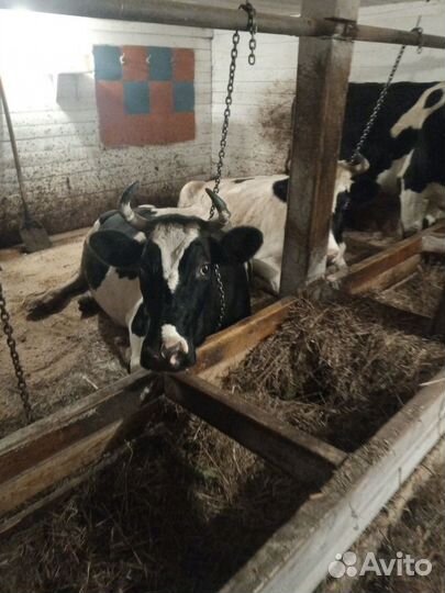 Коровы дойные