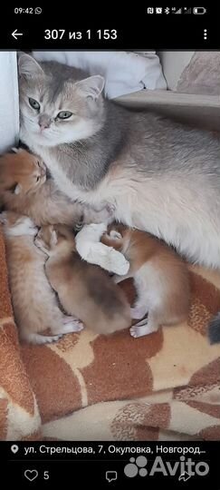 Британская кошка в добрые руки