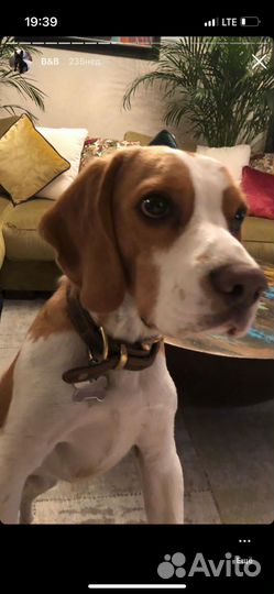 В добрые руки собака - мальчик Бигль, 6 лет