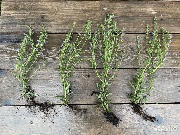 Иссоп лекарственный