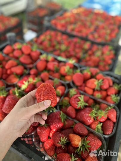 Саженцы клубники малины