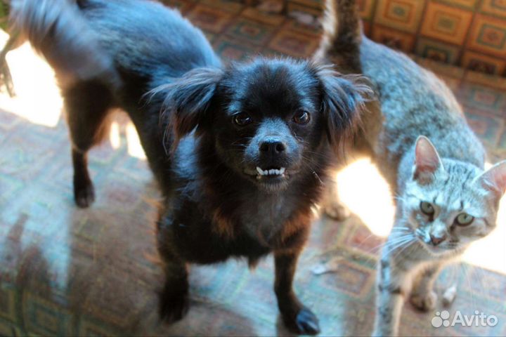 Мелкая собачка в добрые руки