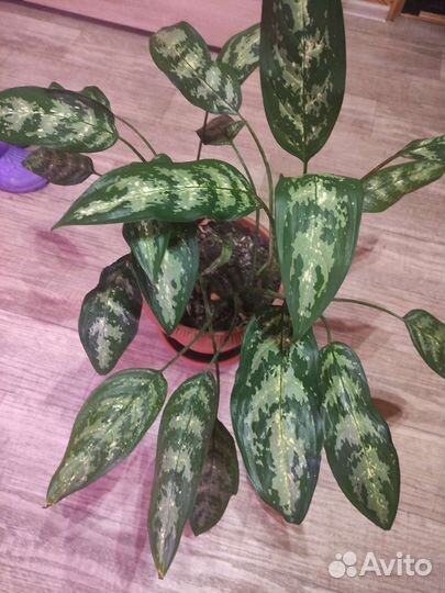 Диффенбахия