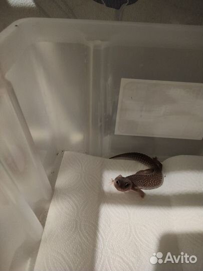 Геккон эублефар