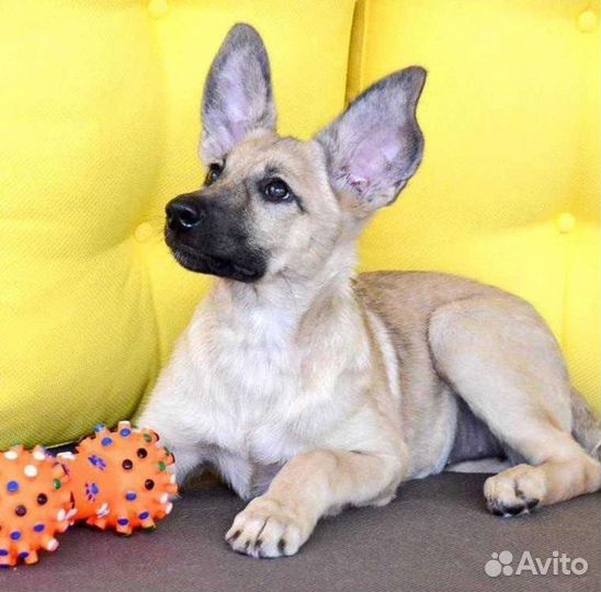 Щенки и собаки, помогу найти любимца