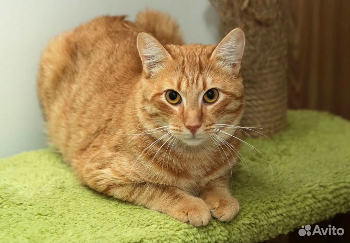 Чудесный рыжий кот