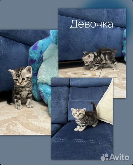 Шотландские котята