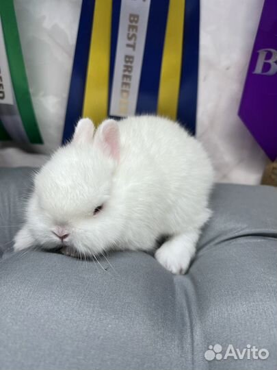 Чистопородные гермелины и минилопы