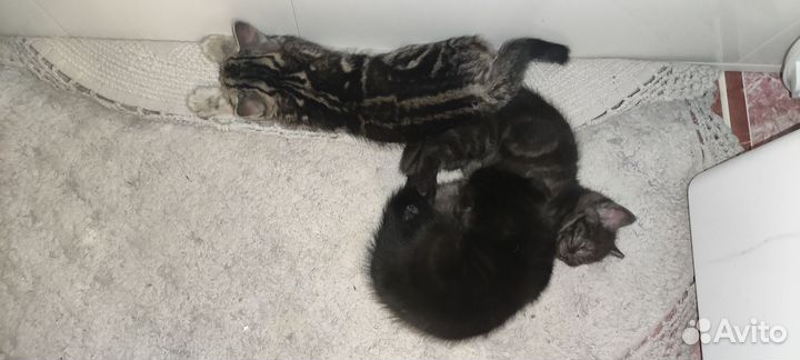 Шотландские прямоухие котята