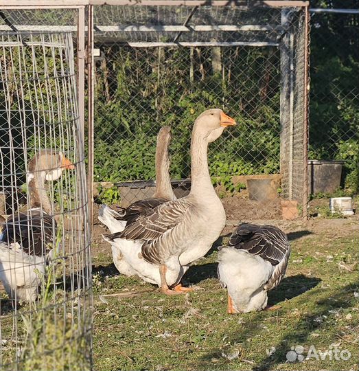 Холмогорские гуси