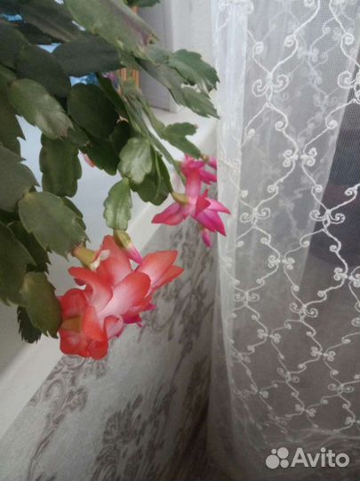 Пеперомия,Колеус,Декабрист,Панданус,Хатиора,Бегони