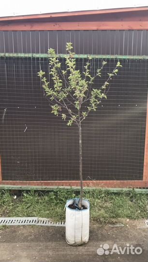 Вишня -4 года