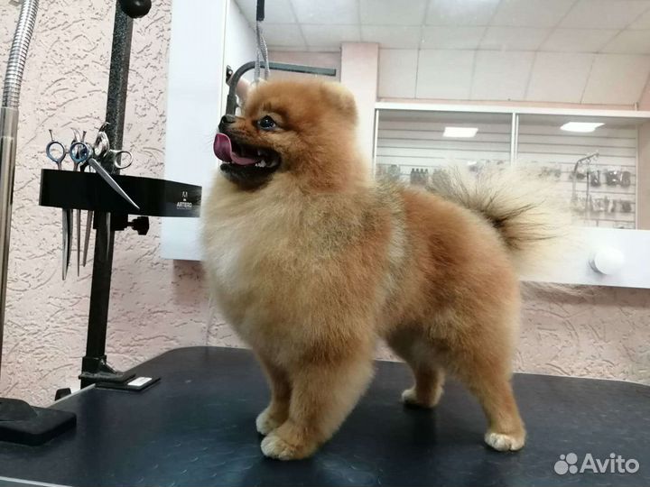 Груминг Стрижка собак и кошек