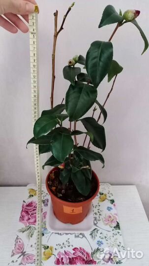 Камелия японская, Каллы белые