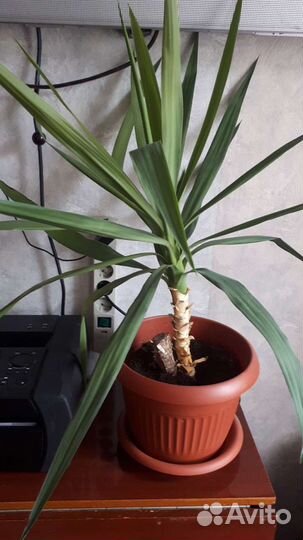 Комнатные цветы юкка