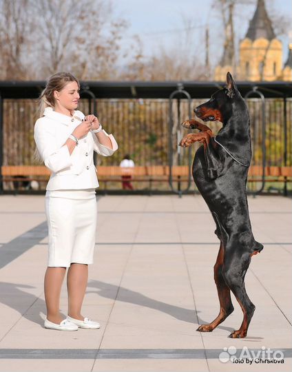 Кинолог-Хендлер