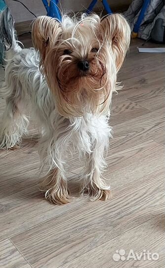 Йоркширский терьер