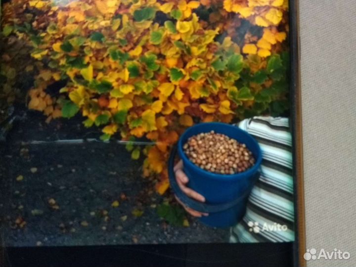 Саженцы фундука