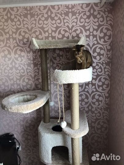 Комплекс когтеточка «Тридесятое царство»