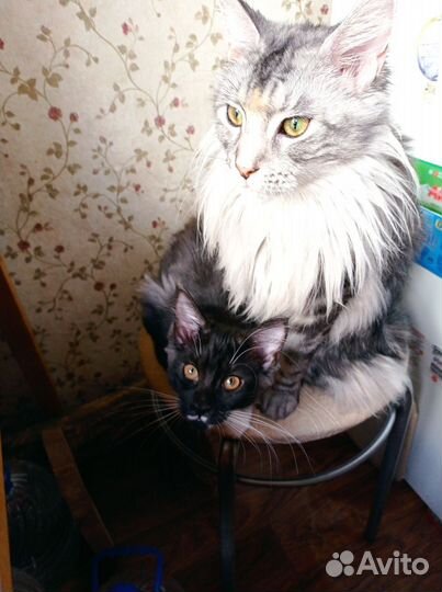 Котята мейн-кун