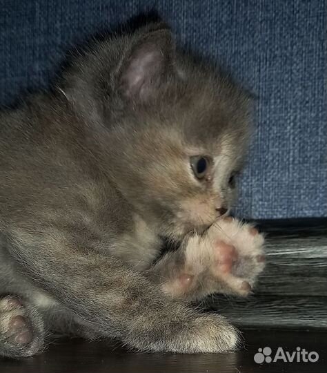 Кошка в дар бесплатно