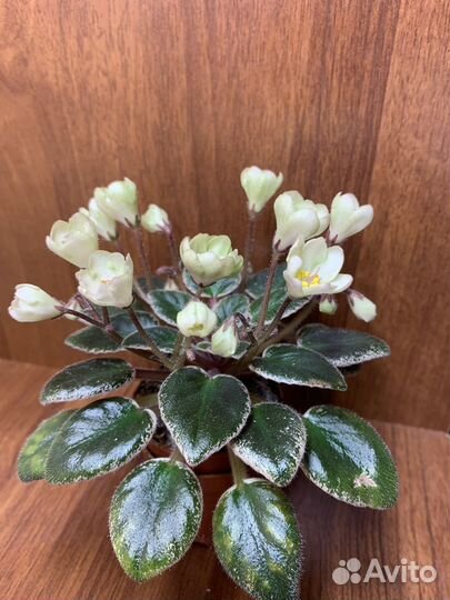 Фиалки мини