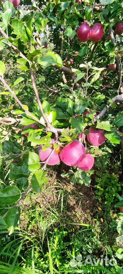 Яблоки флорина