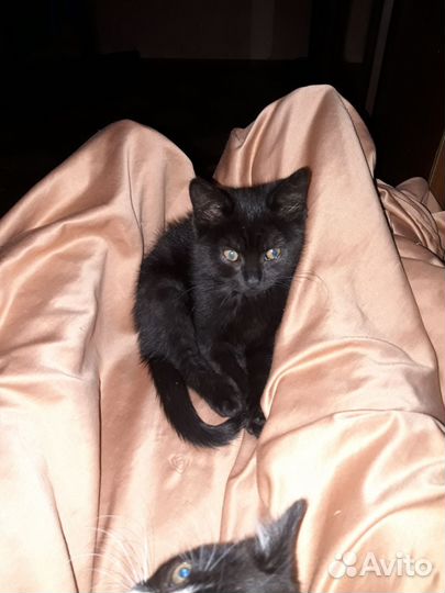 Животные в добрые руки