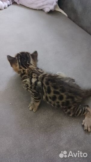 Бенгальские котята