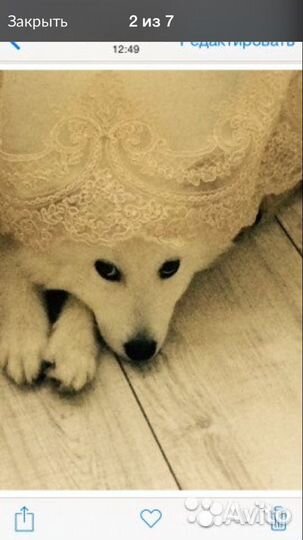 Японский шпиц вязка