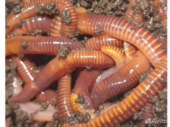 Черви дендробена