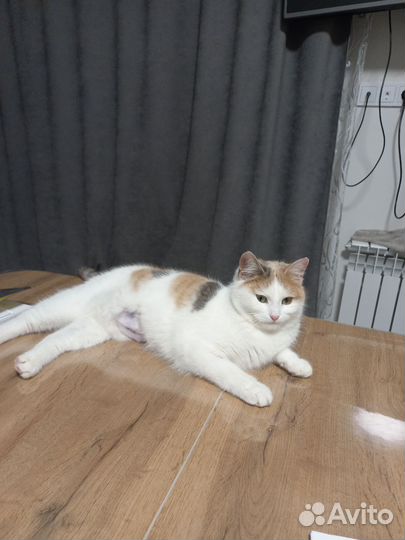 Кошечка ищет себе любящую семью