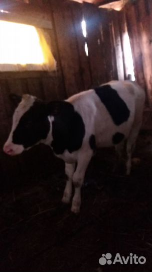 Телята телочки