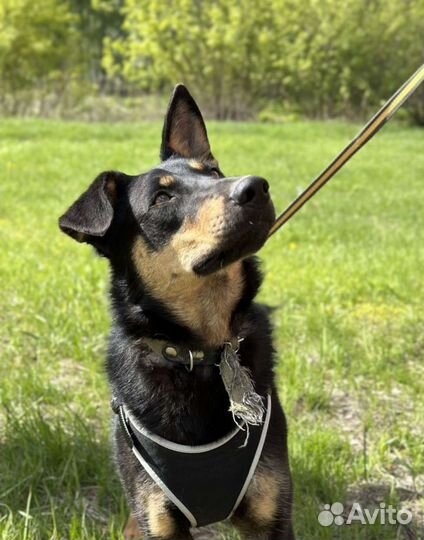 Красавец-пёс Ричард в поисках дома