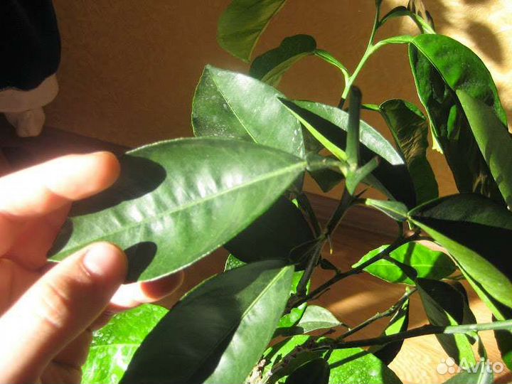 Апельсин вашингтон дерево 6,5 лет