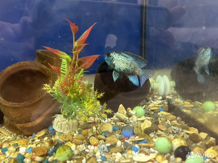 Неоновая наннакара