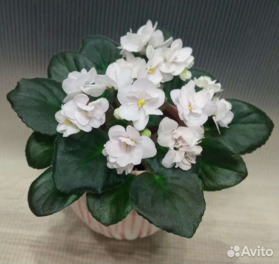 Фиалки сортовые, черенки на срез, детки