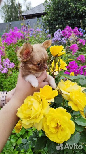 Супер мини и стандарт чихуашки