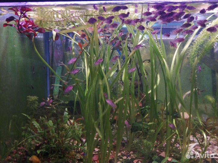 Аквариумные рыбки