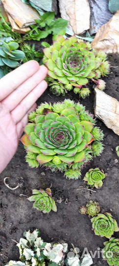 Молодило каменная роза