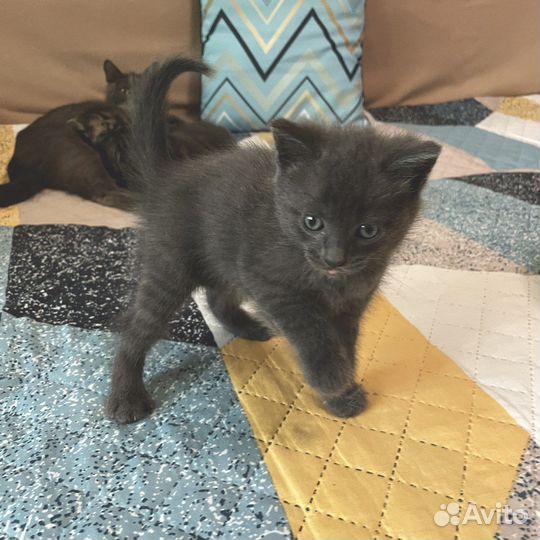 Отдам котят (помесь британца)