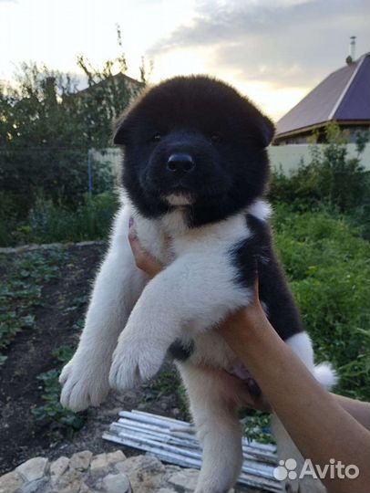 Американская Акита