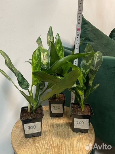 Аглаонемы Сортовые