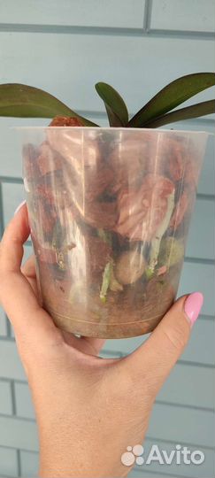 Орхидея Сара Блаш бабулетка