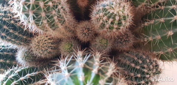 Комнатные цветы кактус стапелия эпифиллум