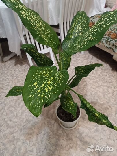 Диффенбахия, алоэ вера