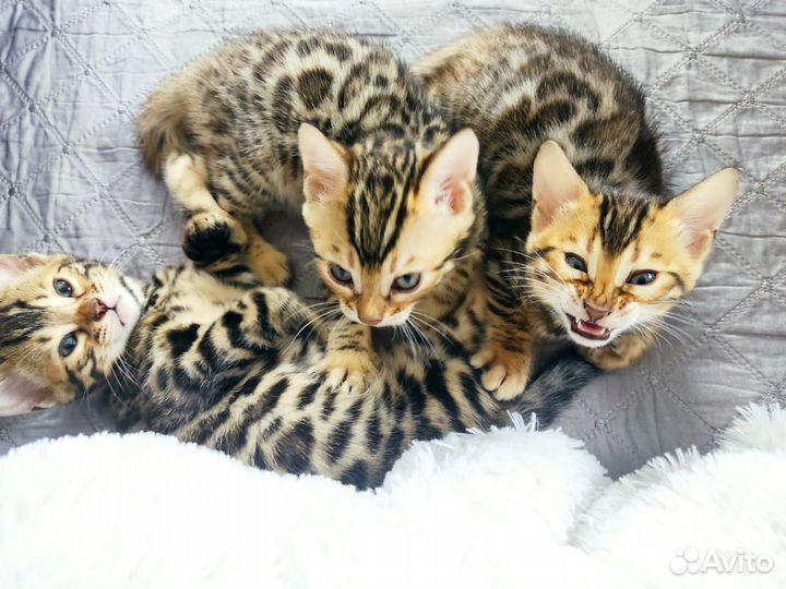 Бенгальская