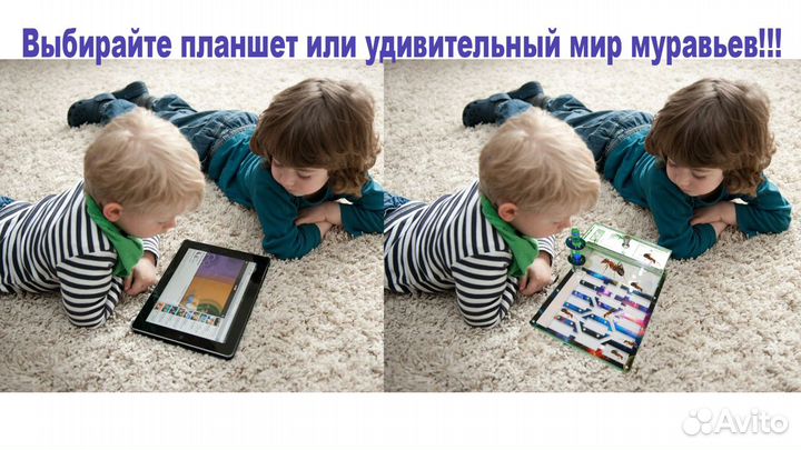 Муравьиная ферма от единственного Мирмикипера Перм