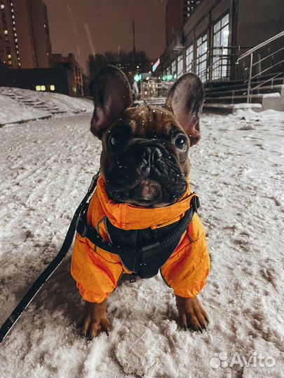 Комбинезон зммний для собак