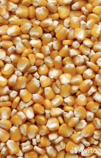 Кукуруза